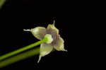 Arkansas bedstraw